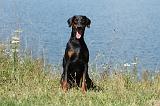 DOBERMANN 1042